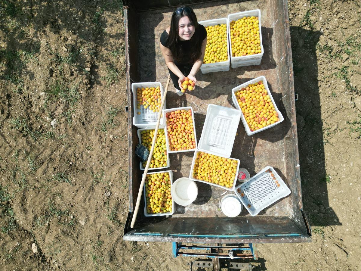 Su bile olmayan araziden 4 ton kayısı fışkırdı! Liseli Ayşe nin projesine ödül yağdı 2