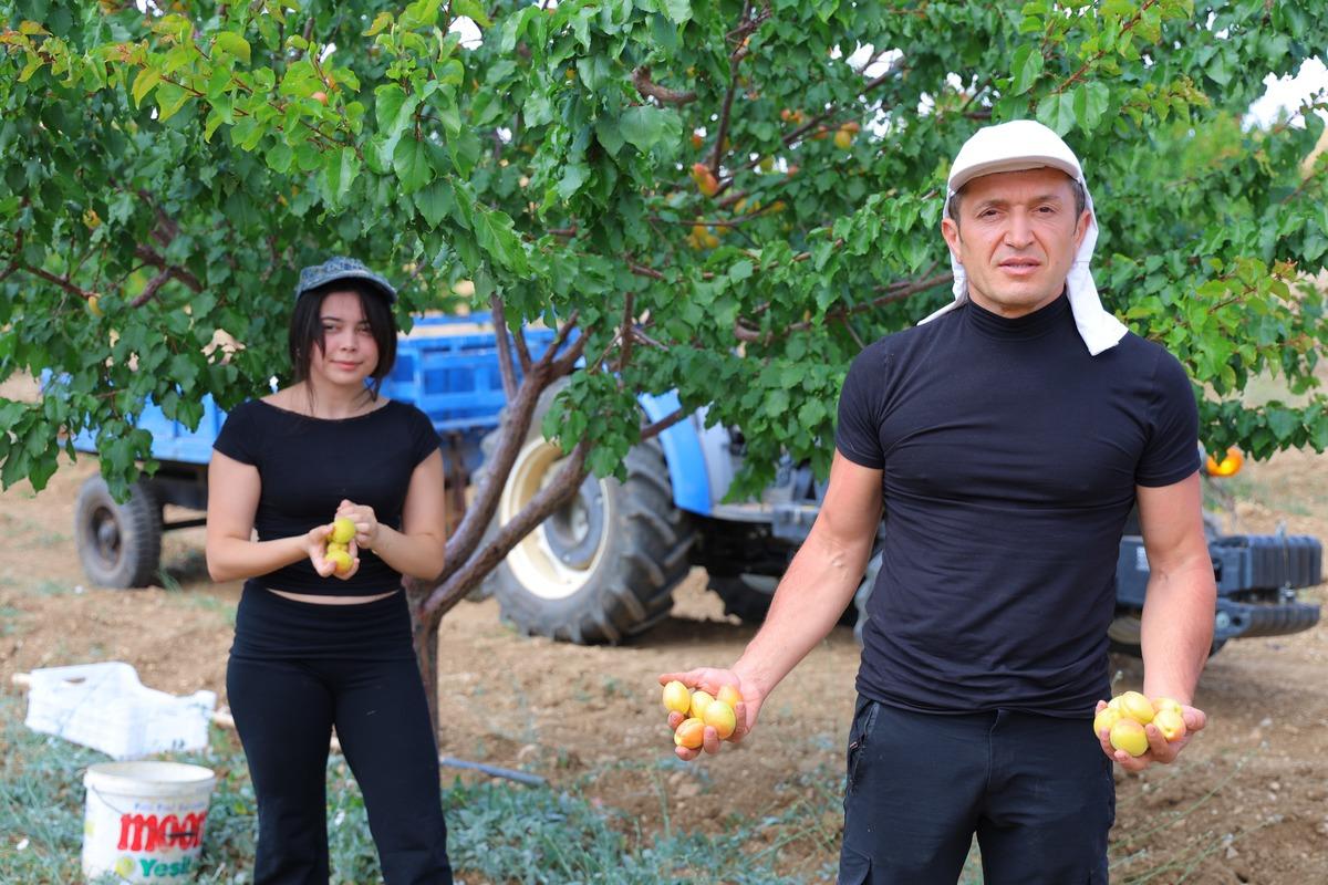 Su bile olmayan araziden 4 ton kayısı fışkırdı! Liseli Ayşe nin projesine ödül yağdı 3