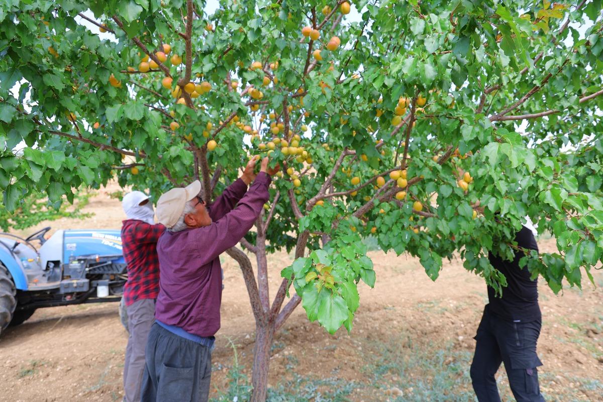 Su bile olmayan araziden 4 ton kayısı fışkırdı! Liseli Ayşe nin projesine ödül yağdı 4