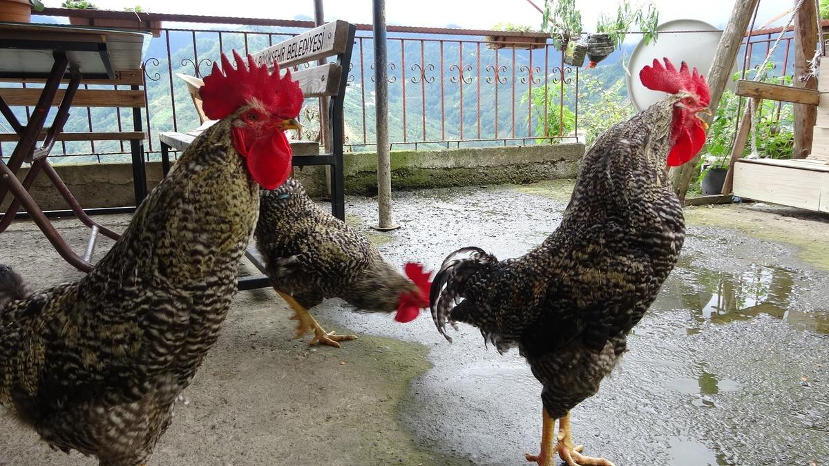 Eğitimli horoz: Sadece komutla ötüyor! 2
