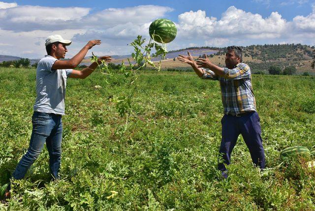 Olumsuz hava şartları karpuz fiyatlarını vurdu