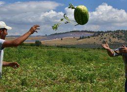 Olumsuz hava şartları karpuz fiyatlarını vurdu