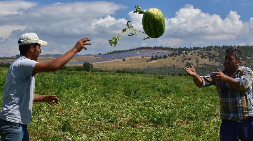 Olumsuz hava şartları karpuz fiyatlarını vurdu