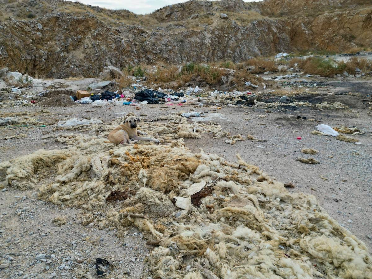 Bir ilçede çevre felaketi: Rüzgarla birlikte kokudan durulmuyor 1