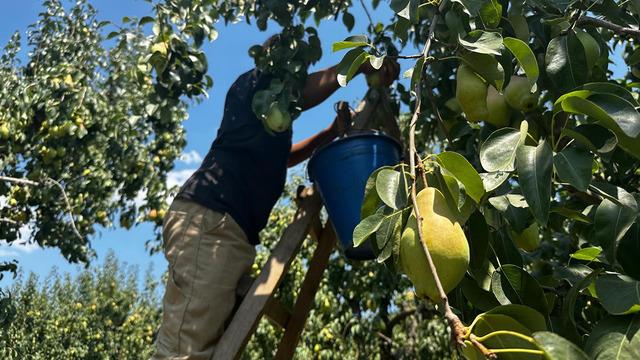 İtalyanlar 'zor' diye bıraktı: T&uuml;rkiye'deki il&ccedil;e rekora gidiyor