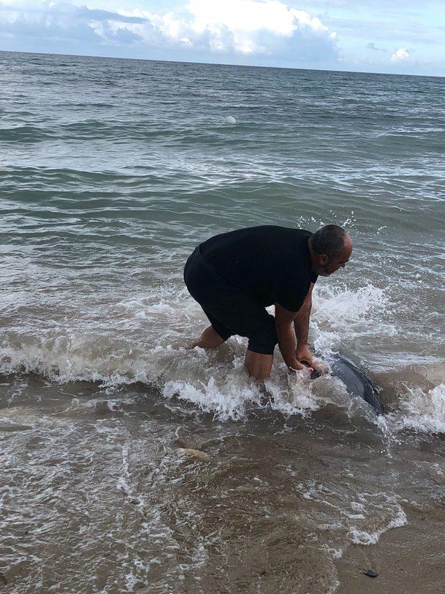 Kırkpınar eski ağası, kıyıya vuran yunusların hayatını kurtardı