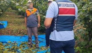 Fındık tarlalarında jandarma n&ouml;beti