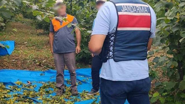 Fındık tarlalarında jandarma nöbeti