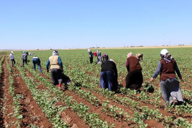 40 lira için 40 derece sıcakta çalışıyorlar