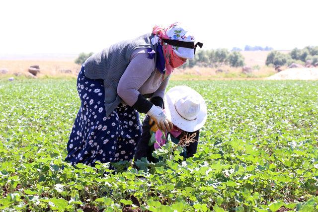 40 lira için 40 derece sıcakta çalışıyorlar