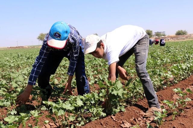 40 lira için 40 derece sıcakta çalışıyorlar