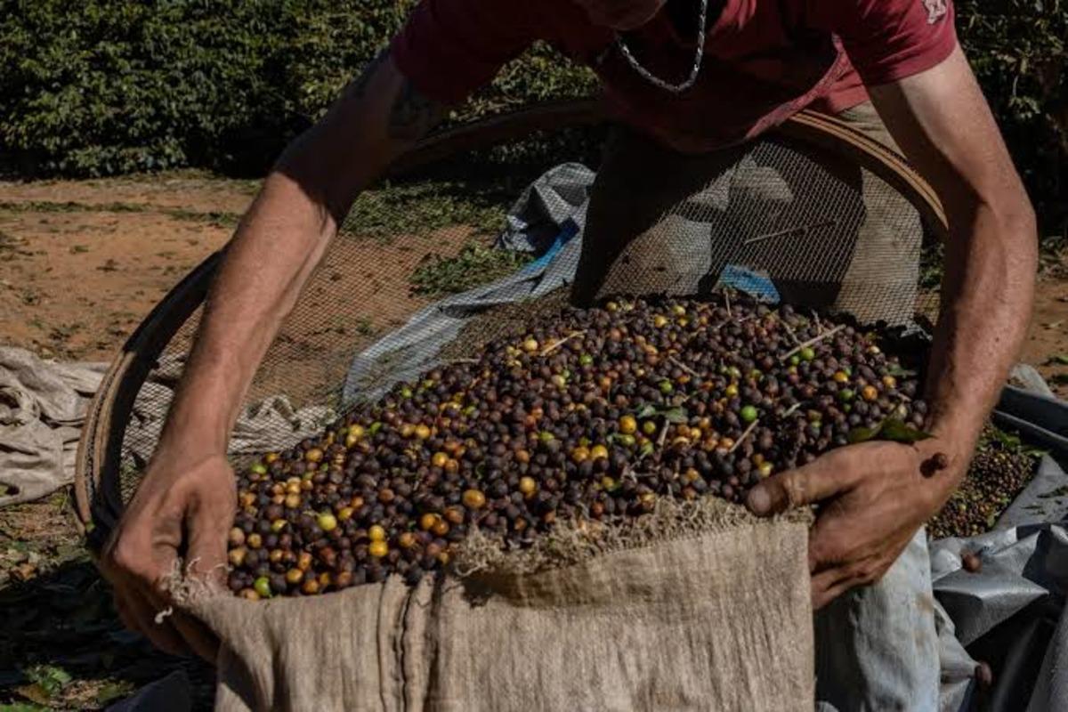 Kahve Fiyatını Brezilya’daki Hava Durumu Nasıl Değiştiriyor? 6