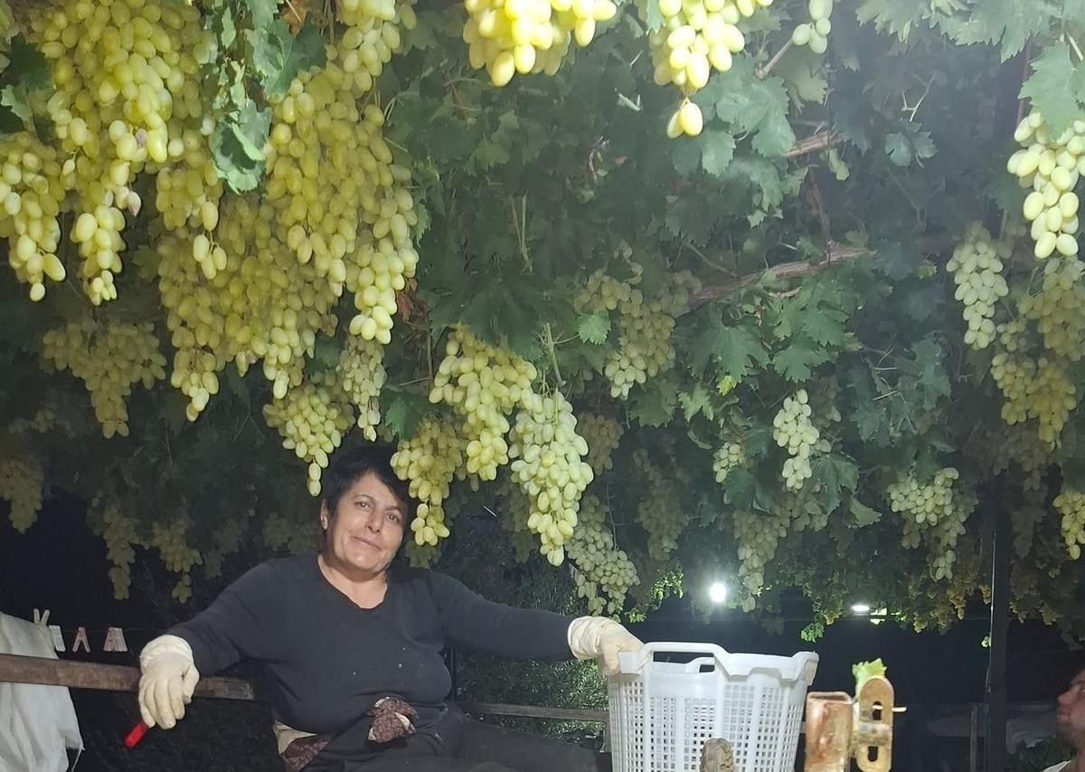Gece bile mesai yaptılar: Yetiştirmek i&ccedil;in ailece &ccedil;alıştılar 1