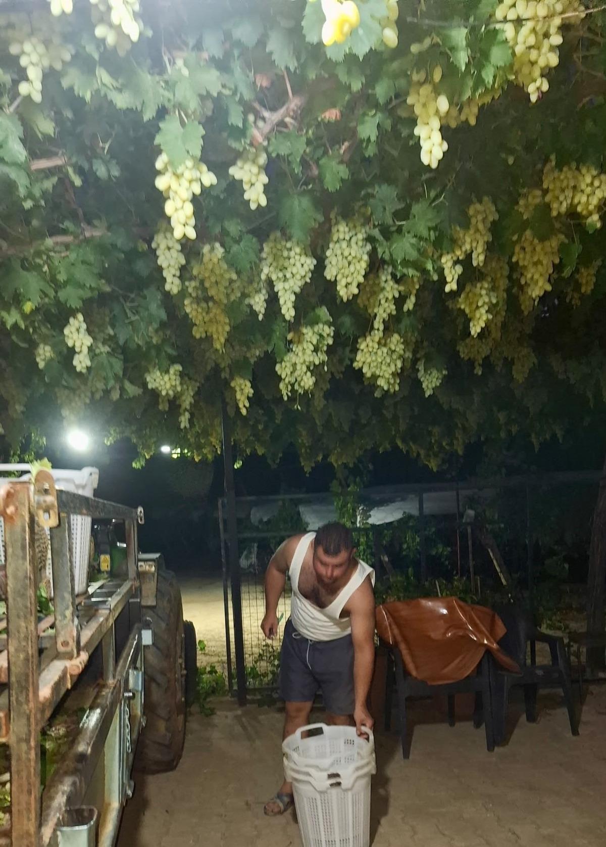Gece bile mesai yaptılar: Yetiştirmek i&ccedil;in ailece &ccedil;alıştılar 2