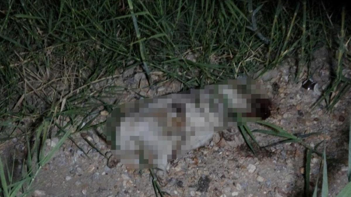 Antalya da vahşet! Yavru köpeğin başını taşla ezerek öldürdü 1
