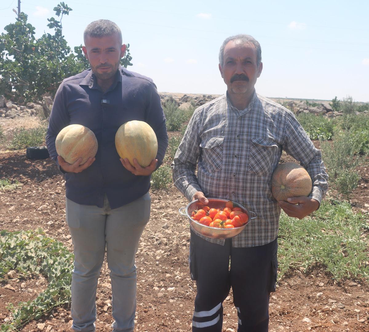 İnsanlığın ilk yerleşim yerinde su değmeden kavun, karpuz ve domates yetiştiriyorlar! 3