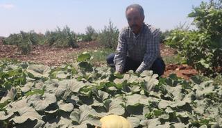 İnsanlığın ilk yerleşim yerinde su değmeden kavun, karpuz ve domates yetiştiriyorlar!