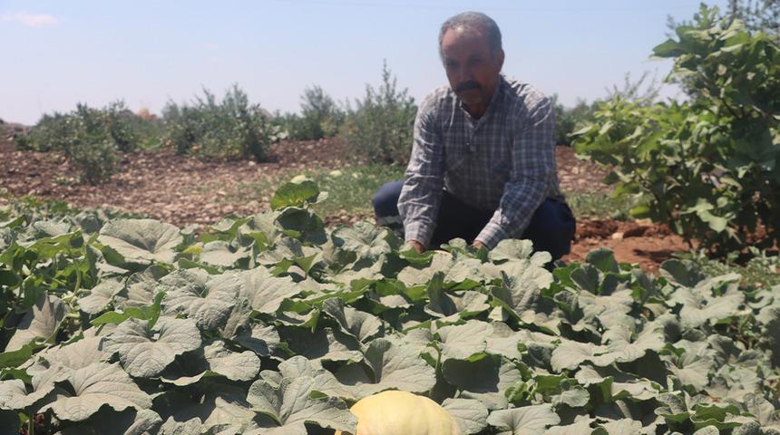 İnsanlığın ilk yerleşim yerinde su değmeden kavun, karpuz ve domates yetiştiriyorlar!