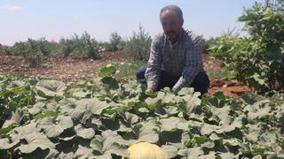 İnsanlığın ilk yerleşim yerinde su değmeden kavun, karpuz ve domates yetiştiriyorlar!