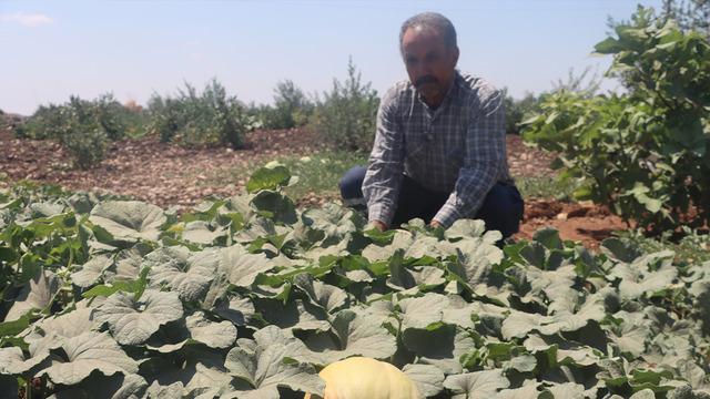 İnsanlığın ilk yerleşim yerinde su değmeden kavun, karpuz ve domates yetiştiriyorlar!