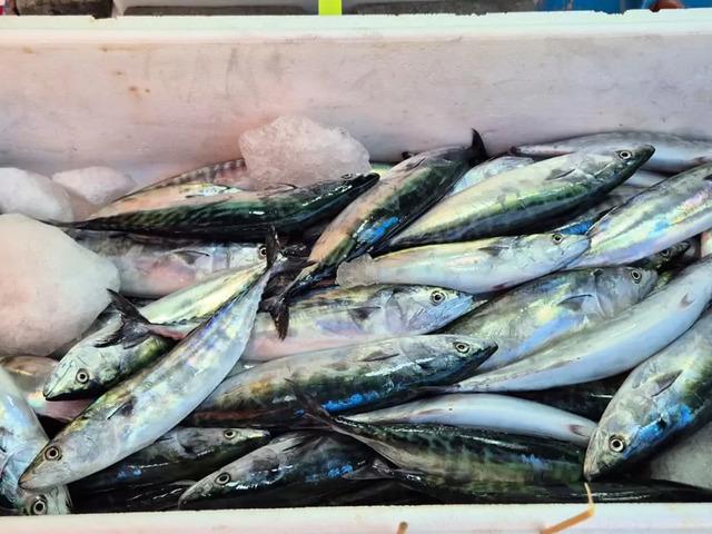 Giresun'da palamut sezonu bereketli başladı