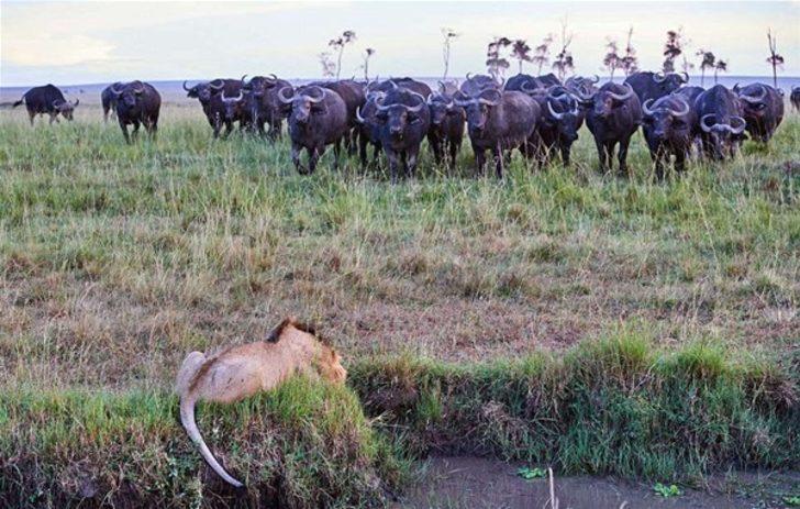 Koca sürü intikam için geldi  G2