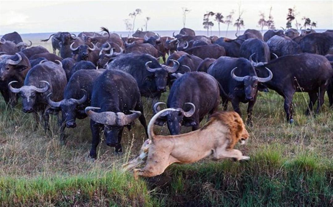 Koca s&uuml;r&uuml; intikam i&ccedil;in geldi 