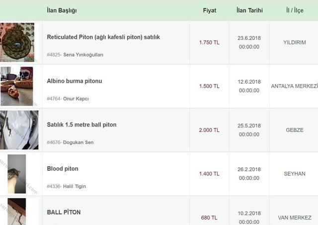 İnternetten yasa dışı piton satışı