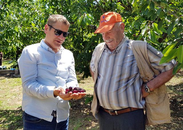 Darboğaz’ın ihraç kirazlarının hasadına başlandı