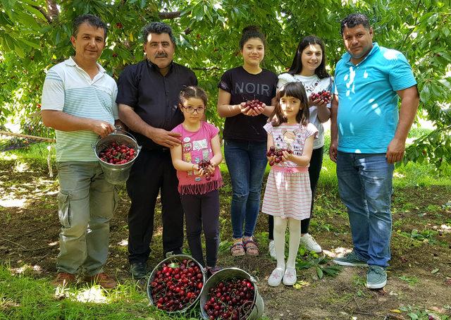 Darboğaz’ın ihraç kirazlarının hasadına başlandı