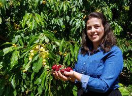 Darboğaz’ın ihraç kirazlarının hasadına başlandı