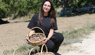 Karab&uuml;k'te safran soğanı toprakla buluştu