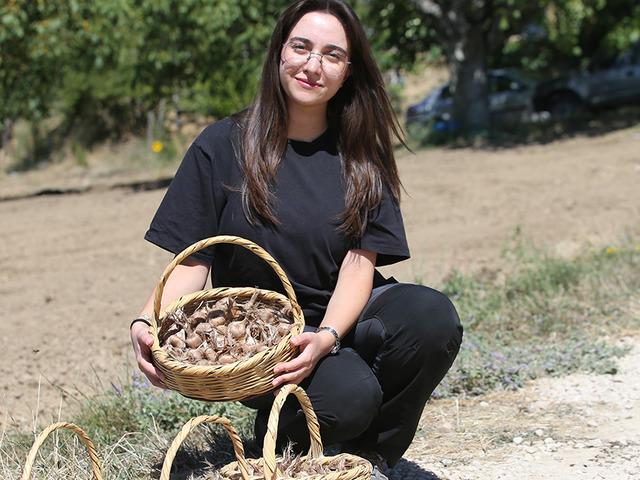 Karab&uuml;k'te safran soğanı toprakla buluştu