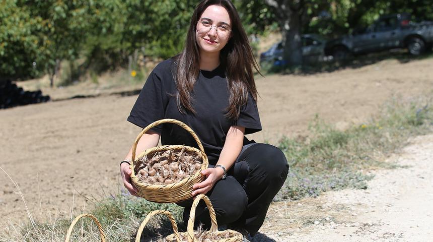 Karab&uuml;k'te safran soğanı toprakla buluştu