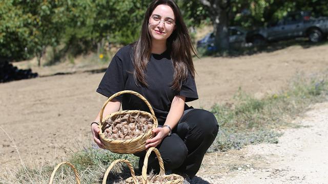Karabük'te safran soğanı toprakla buluştu