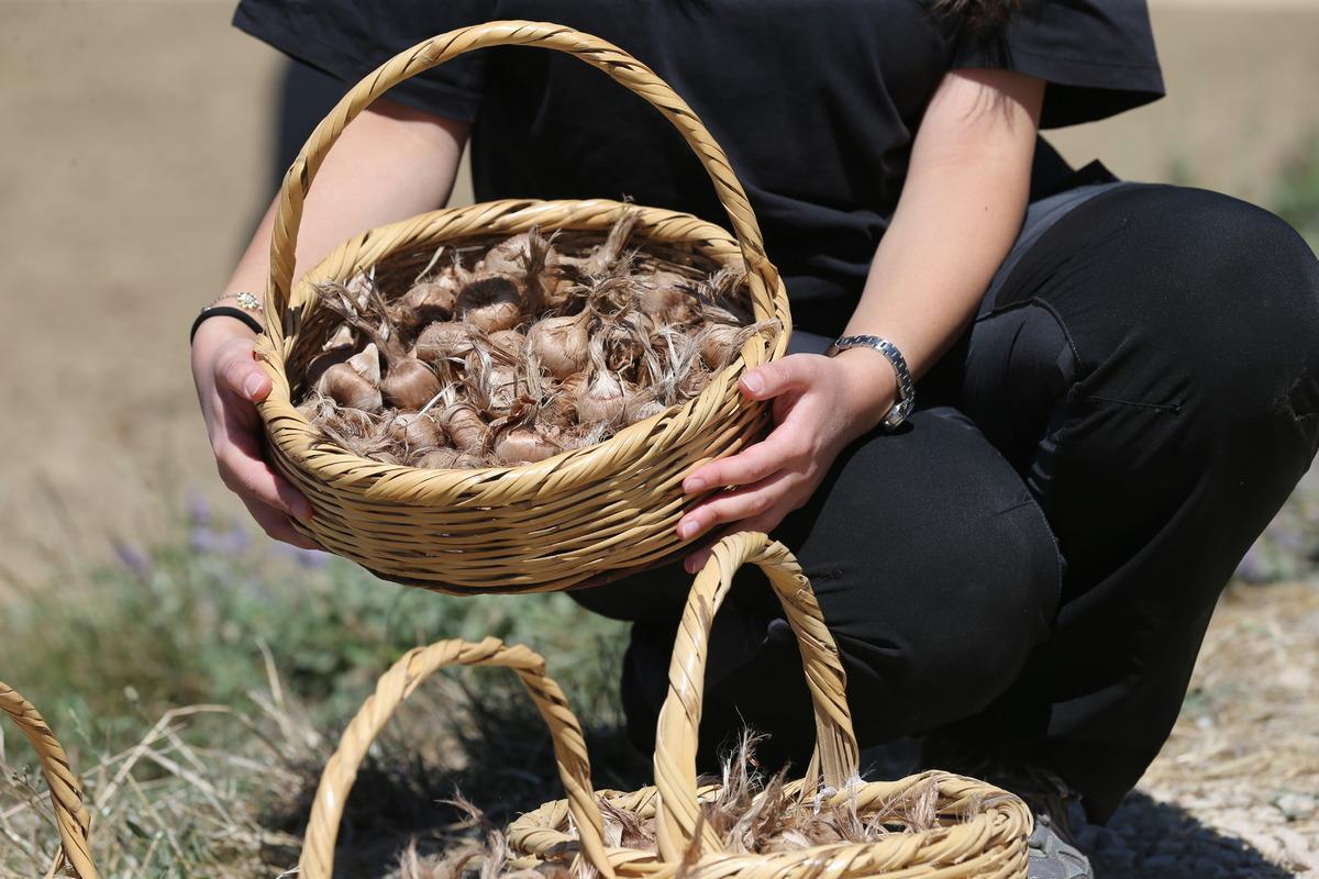 Karab&uuml;k te safran soğanı toprakla buluştu 1