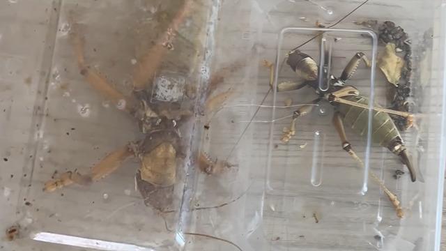 Türkiye’den kaçırırken yakalandılar: Nemrut'tan gizlice toplamışlar