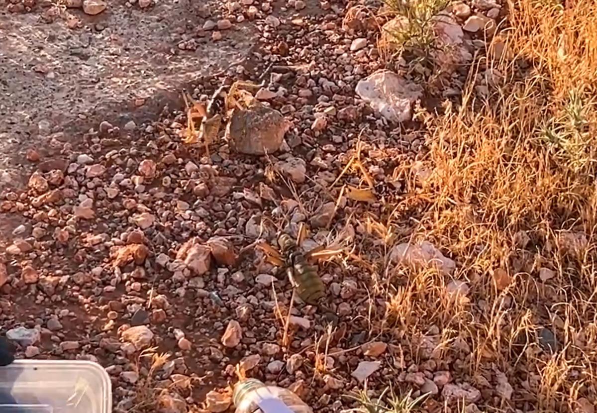 T&uuml;rkiye&rsquo;den ka&ccedil;ırırken yakalandılar: Nemrut tan gizlice toplamışlar 2