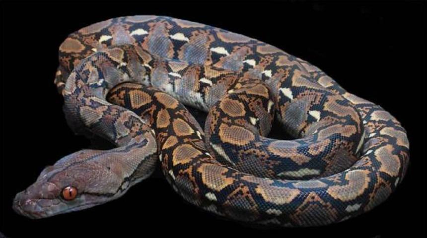 Sahibinden satılık piton!