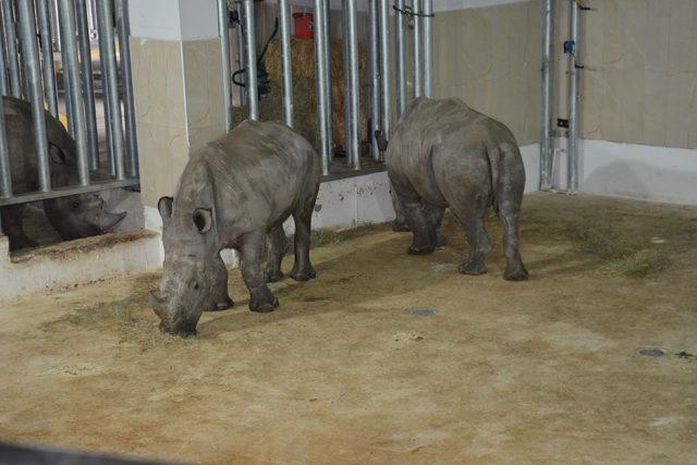 Bursa Zoo nun yeni konukları gergedanlar 1