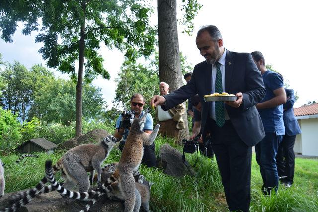 Bursa Zoo nun yeni konukları gergedanlar 2