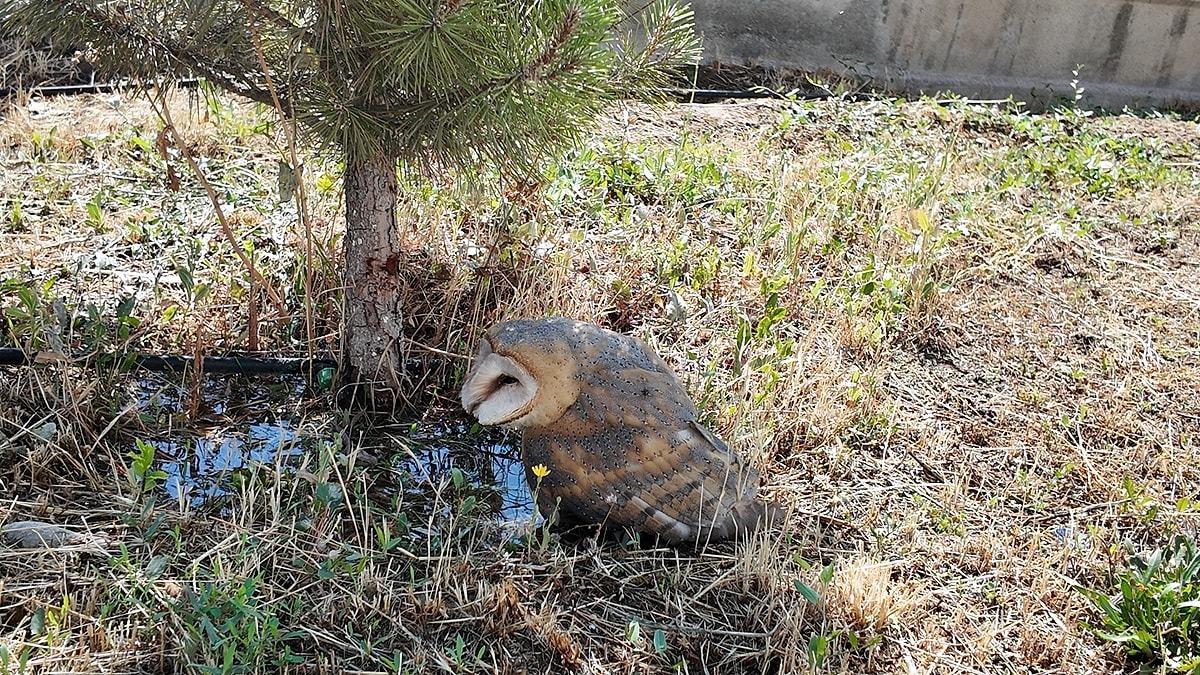 Okul bah&ccedil;esini sularken buldular! Et verip beslediler 1