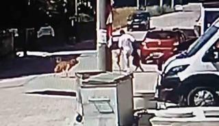 K&ouml;peğini gezdirirken başka bir k&ouml;peğin saldırısına uğradı