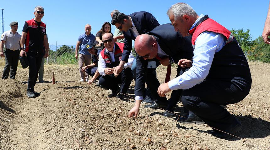 Tarladan servet &ccedil;ıkıyor! Kilosu 600 bin liralık &uuml;r&uuml;n&uuml;n dikimi başladı