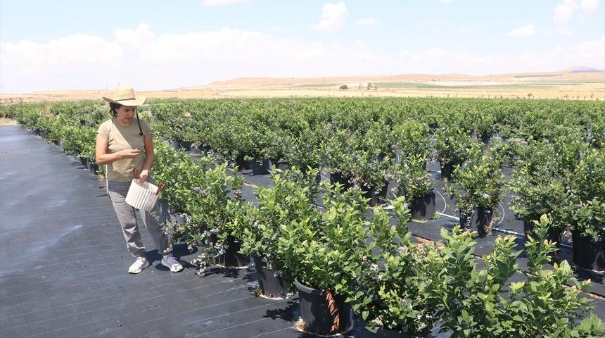 Toprakta yetişmiyor, saksılarda &uuml;retiliyor! Kilosu 400 liraya satılıyor