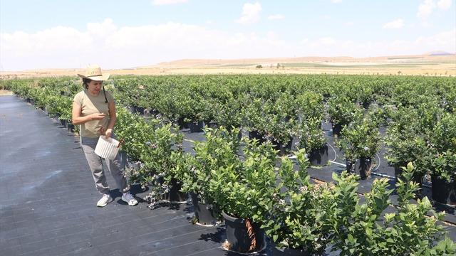 Toprakta yetişmiyor, saksılarda üretiliyor! Kilosu 400 liraya satılıyor