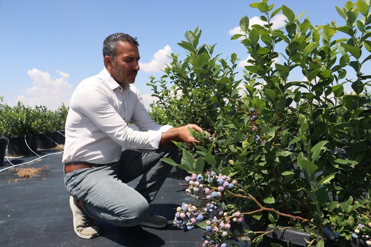 Toprakta yetişmiyor, saksılarda &uuml;retiliyor! Kilosu 400 liraya satılıyor 5
