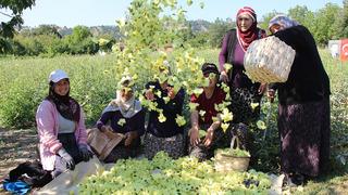 Altından daha kolay satılıyor: 'Cebinden düşmüş, topla topla bitmiyor'