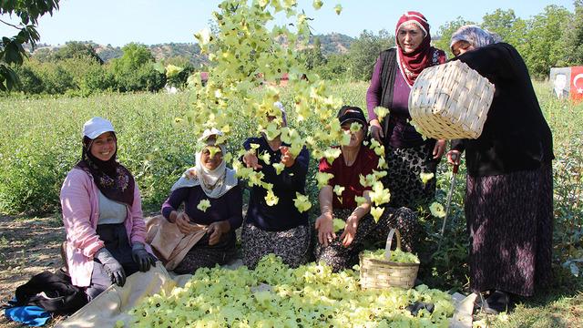Altından daha kolay satılıyor: 'Cebinden düşmüş, topla topla bitmiyor'