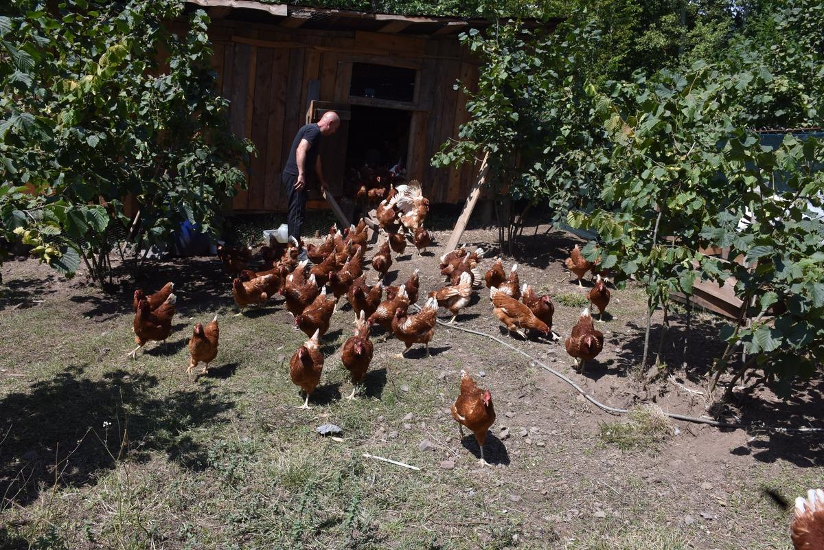 Şehirdeki d&uuml;kkanını kapatıp k&ouml;yde yeni işe başladı: Tanesi 10 TL 1